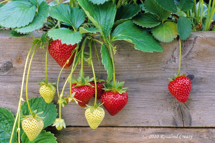 strawberry-closeup